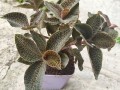金线莲种植方法和技巧