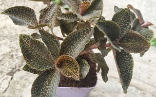金线莲种植方法和技巧