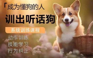 如何训练狗狗听懂人话？5个实用技巧教会它服从指令（新手必看）  