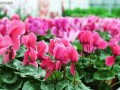 仙客来的种植方法和技巧