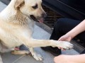 幼犬握手训练技巧