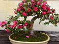 茶花养殖方法和技巧