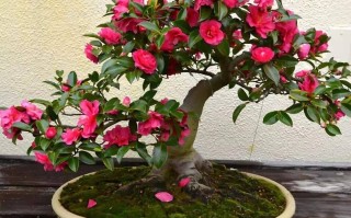 茶花养殖方法和技巧