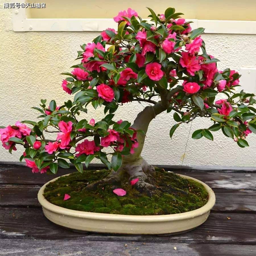 茶花养殖方法和技巧-第1张图片-dewu博客