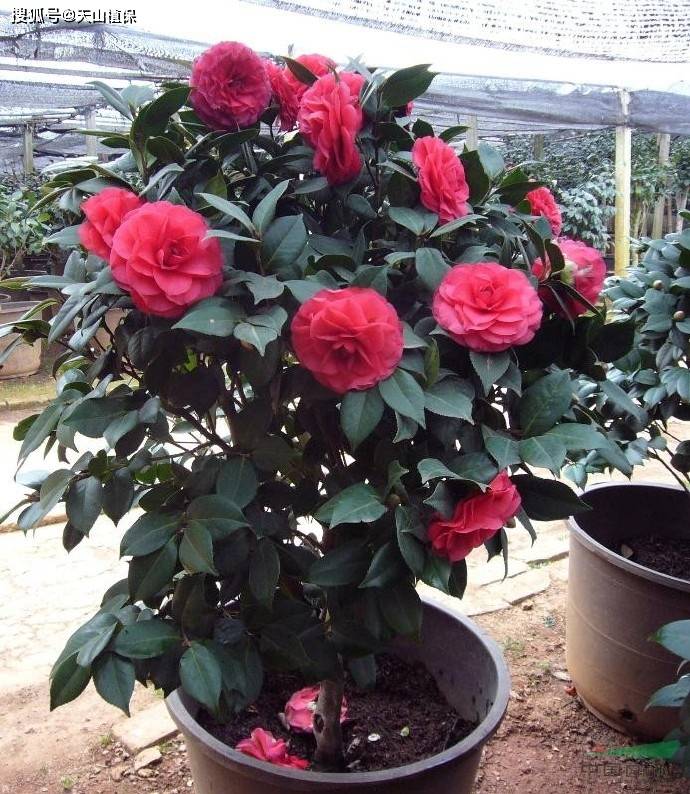 茶花养殖方法和技巧-第2张图片-dewu博客
