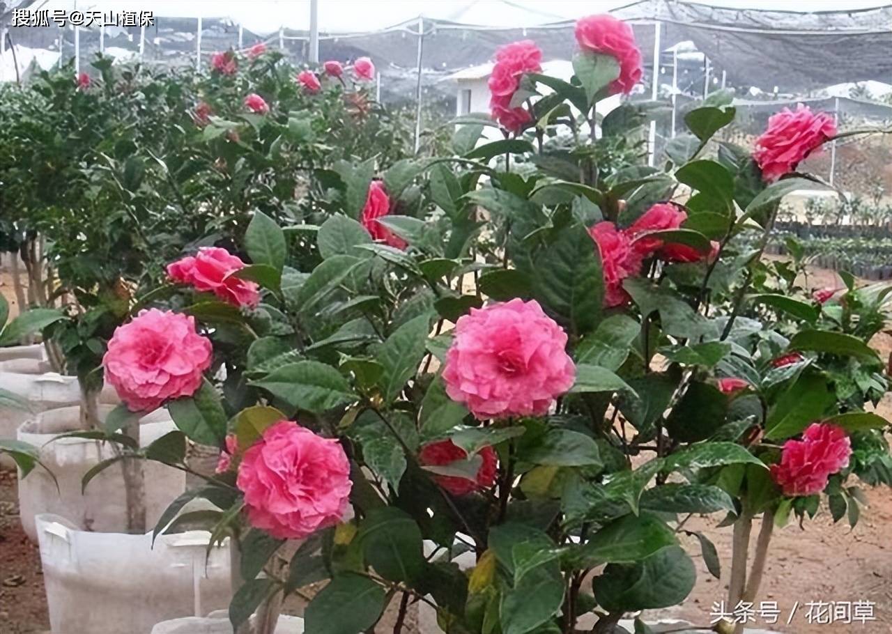 茶花养殖方法和技巧-第3张图片-dewu博客