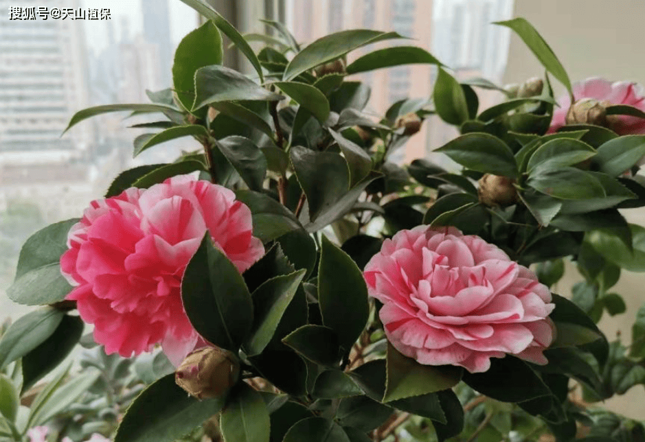 茶花养殖方法和技巧-第4张图片-dewu博客