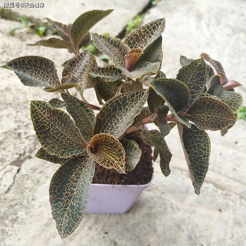 金线莲种植方法和技巧-第1张图片-dewu博客