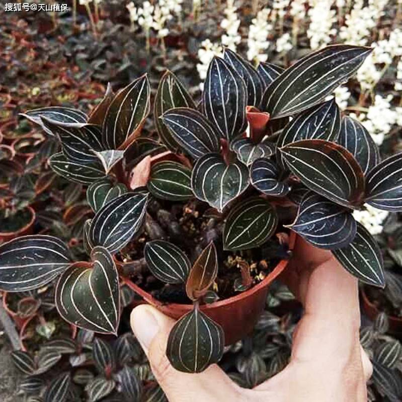 金线莲种植方法和技巧-第2张图片-dewu博客
