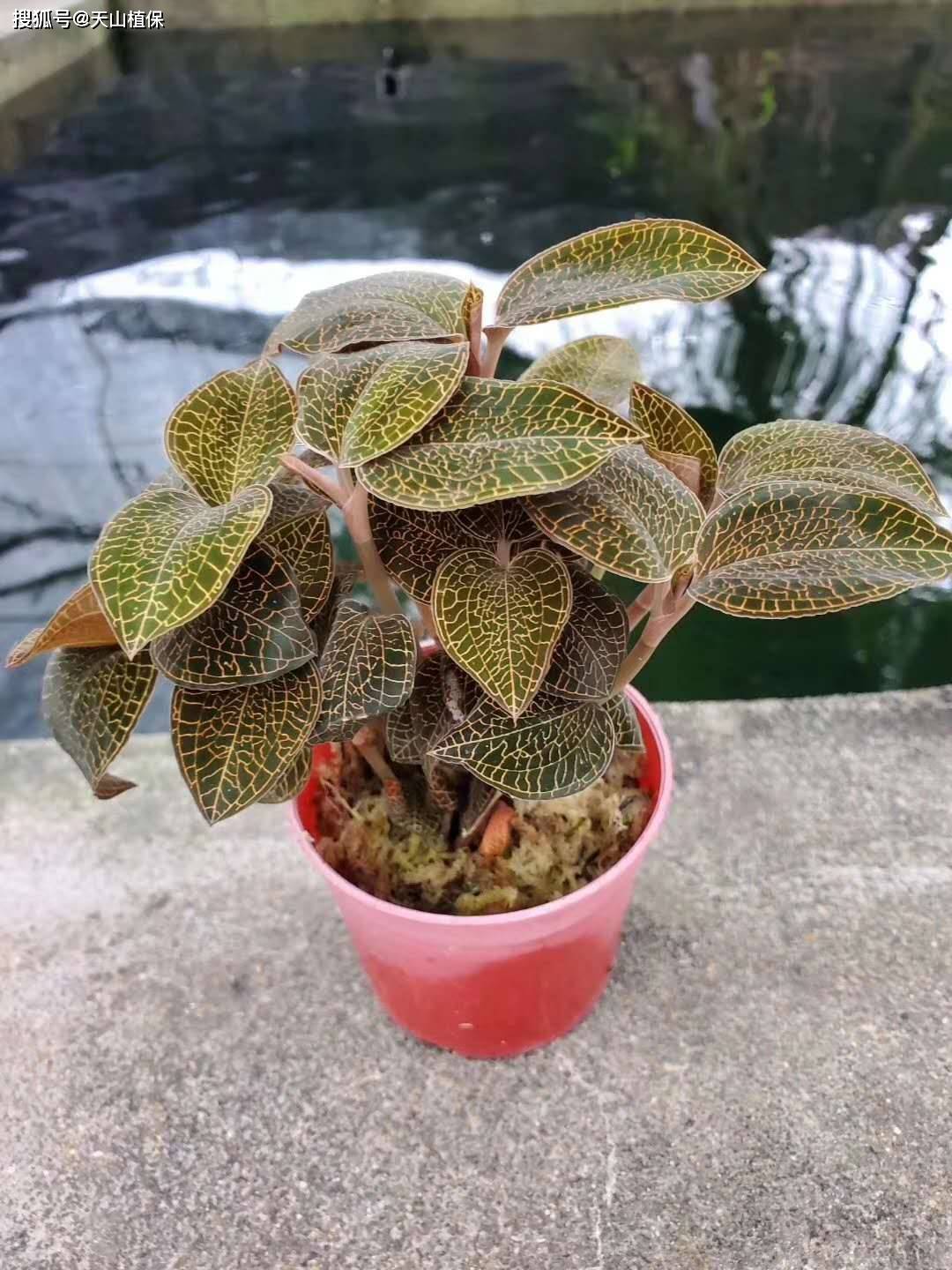 金线莲种植方法和技巧-第3张图片-dewu博客