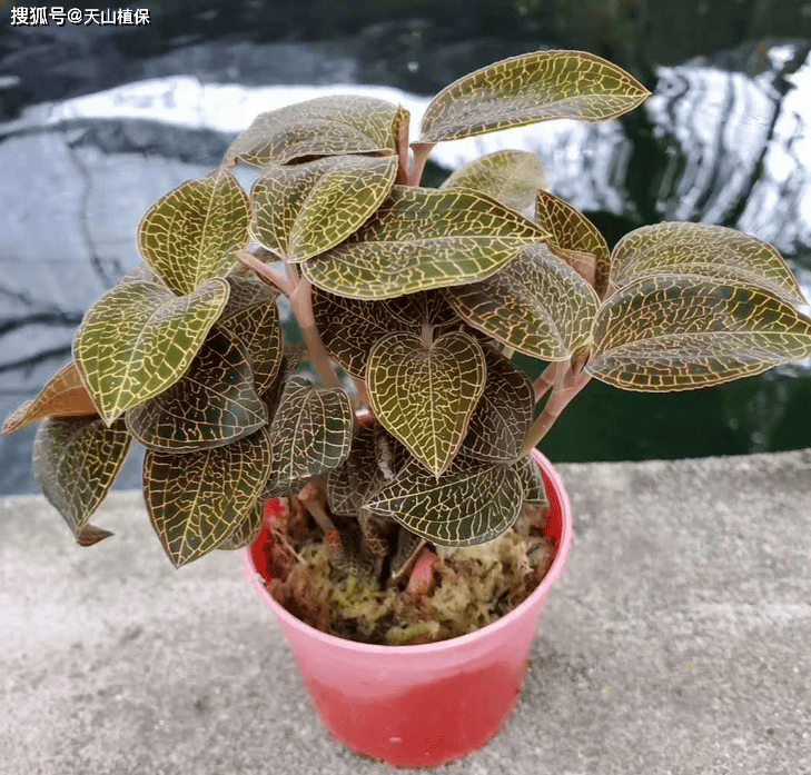 金线莲种植方法和技巧-第4张图片-dewu博客