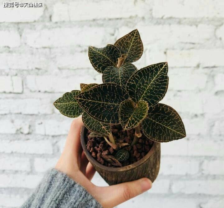 金线莲种植方法和技巧-第5张图片-dewu博客