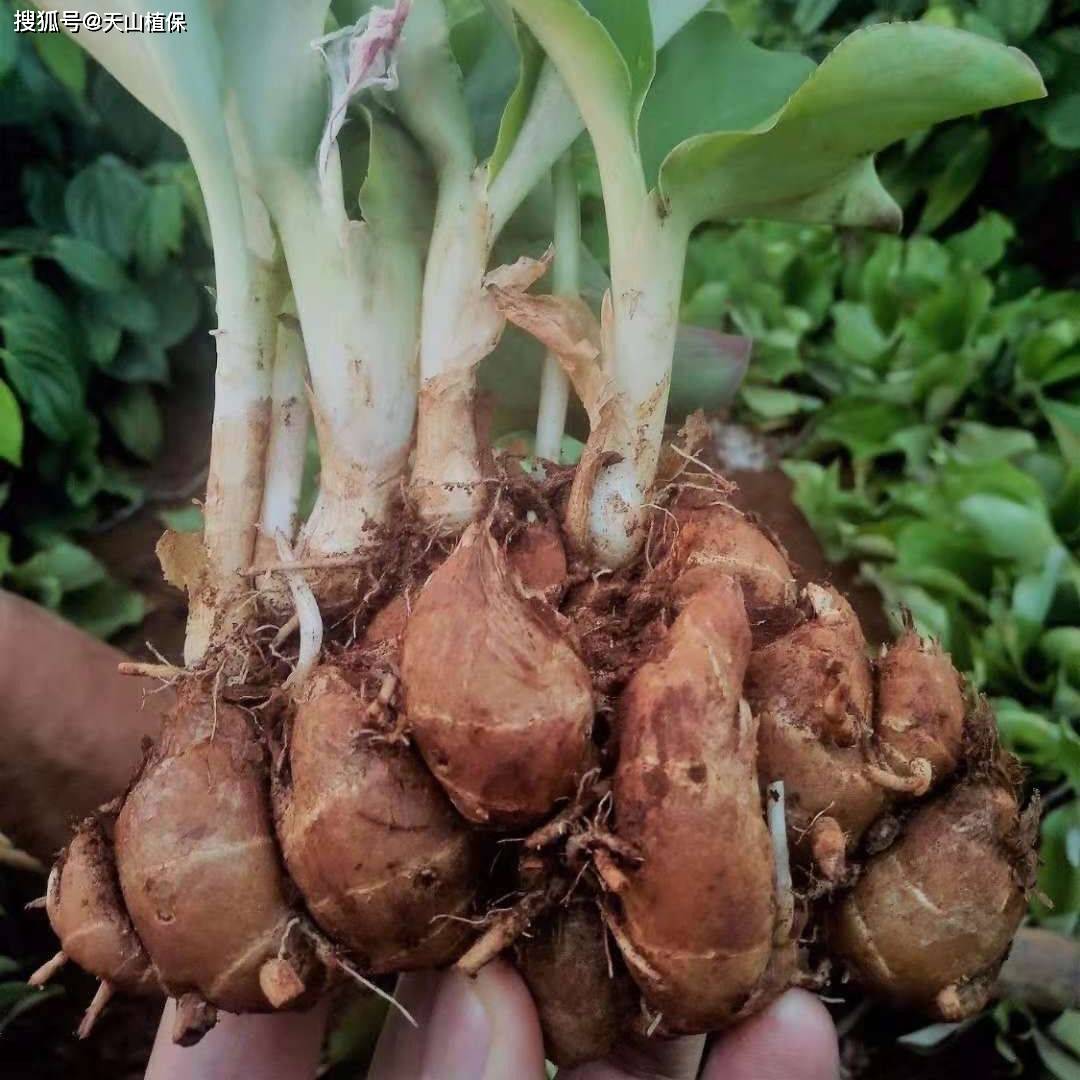 沙姜的种植方法和技巧-第3张图片-dewu博客