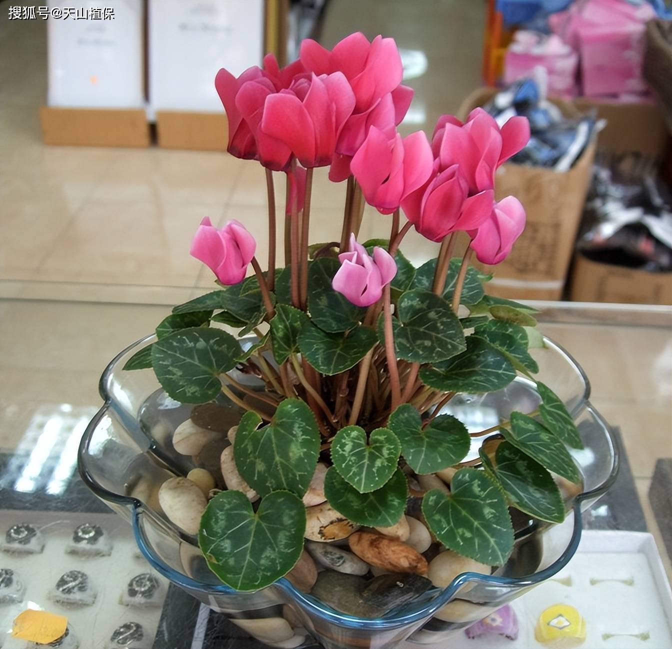 仙客来的种植方法和技巧-第3张图片-dewu博客