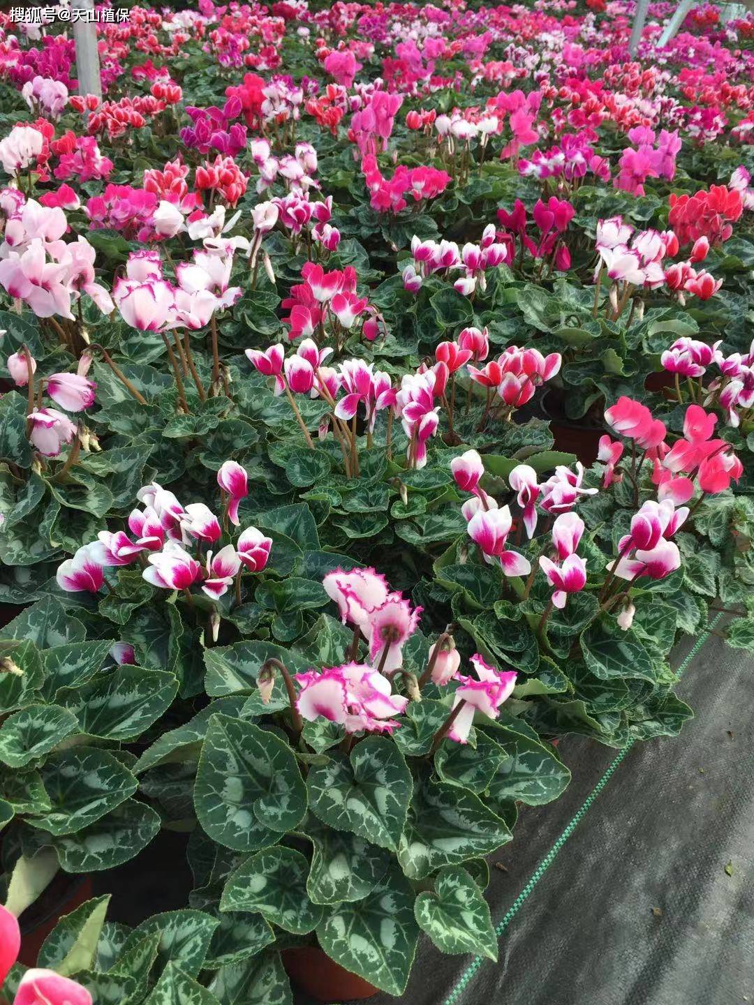 仙客来的种植方法和技巧-第5张图片-dewu博客